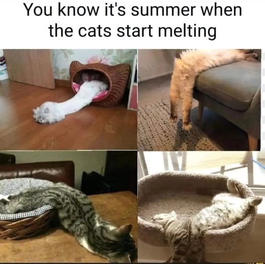 caturday hot majorgeeks.jpg